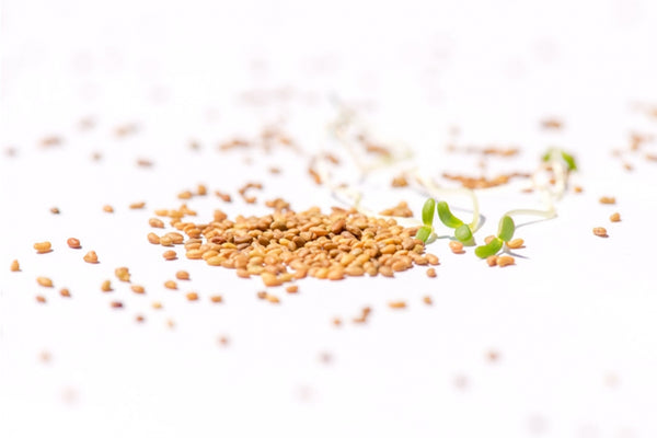 Alfalfa Sprossen / Luzerne Bio 250g geschenkt
