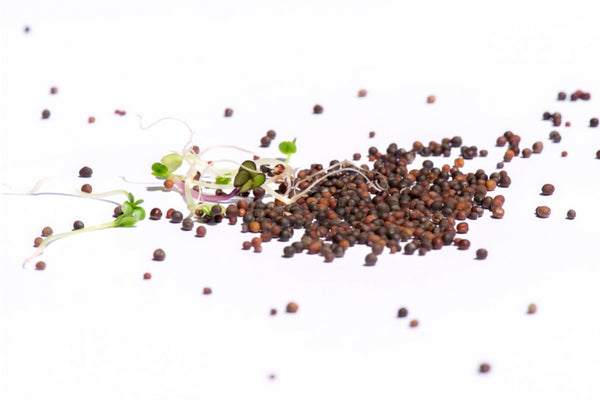 Power-Mix Bio Samensprossen 250g